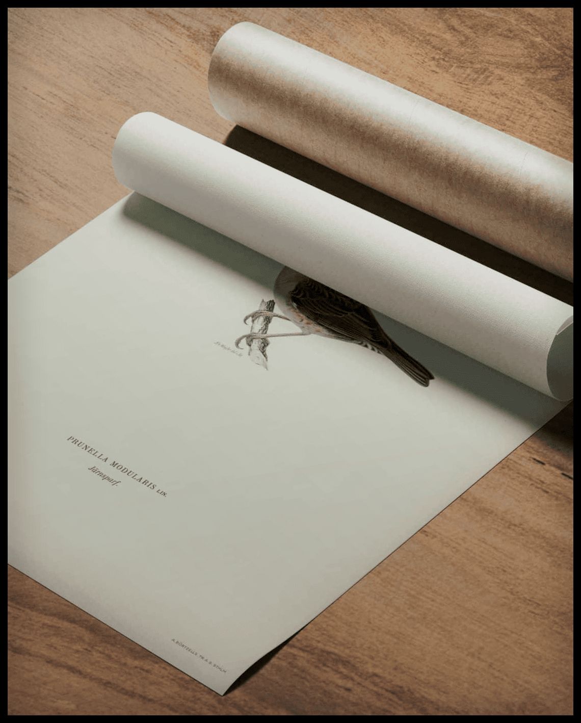Prunella Modularis Poster