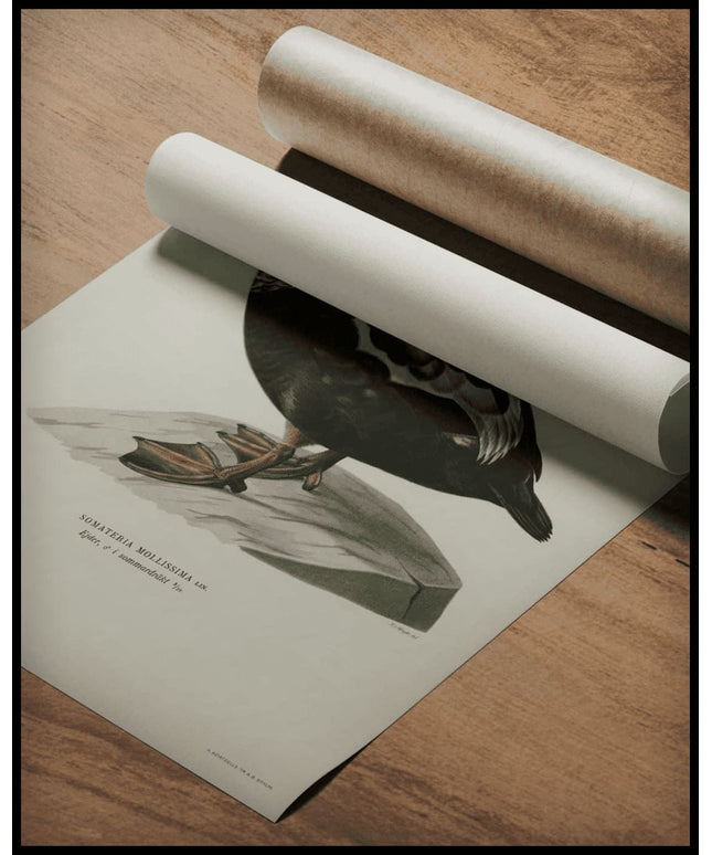 Somateria Mollissima Poster