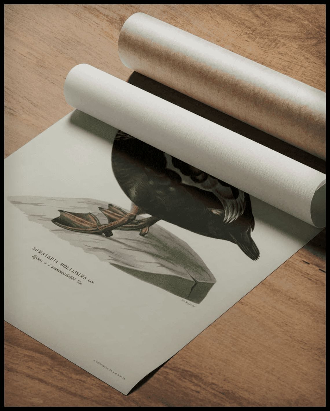 Somateria Mollissima Poster