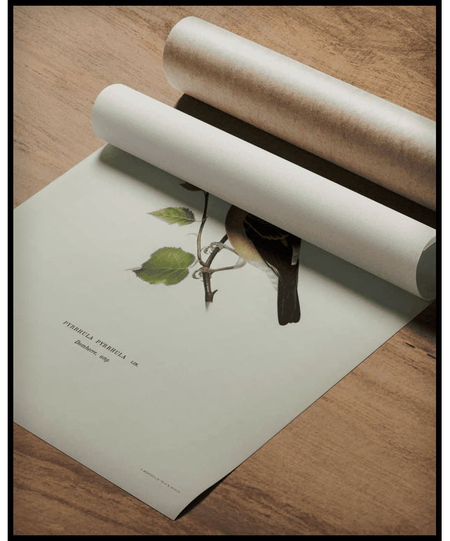 Pyrrhula Pyrrhula Poster