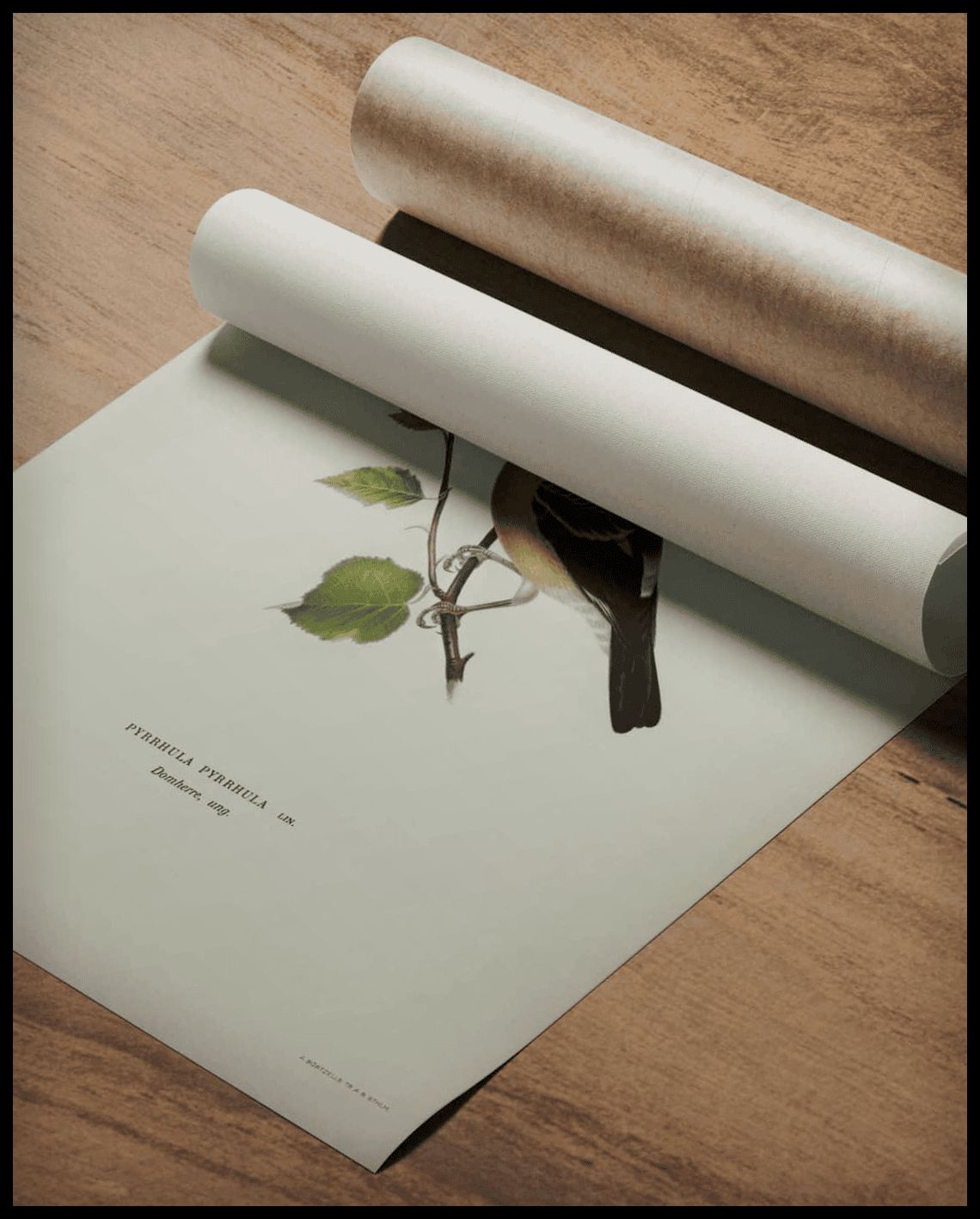 Pyrrhula Pyrrhula Poster