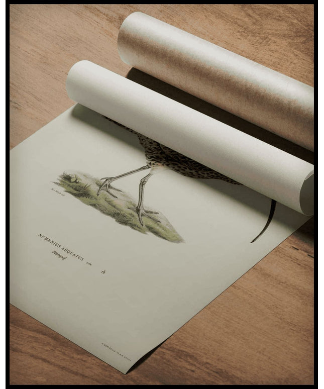 Numenius Arquatus Poster