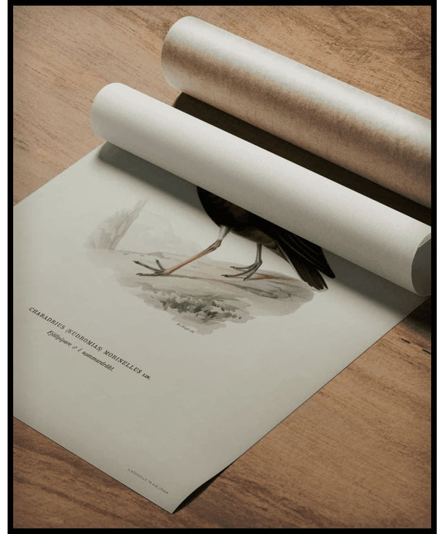 Charadrius Morinellus Poster