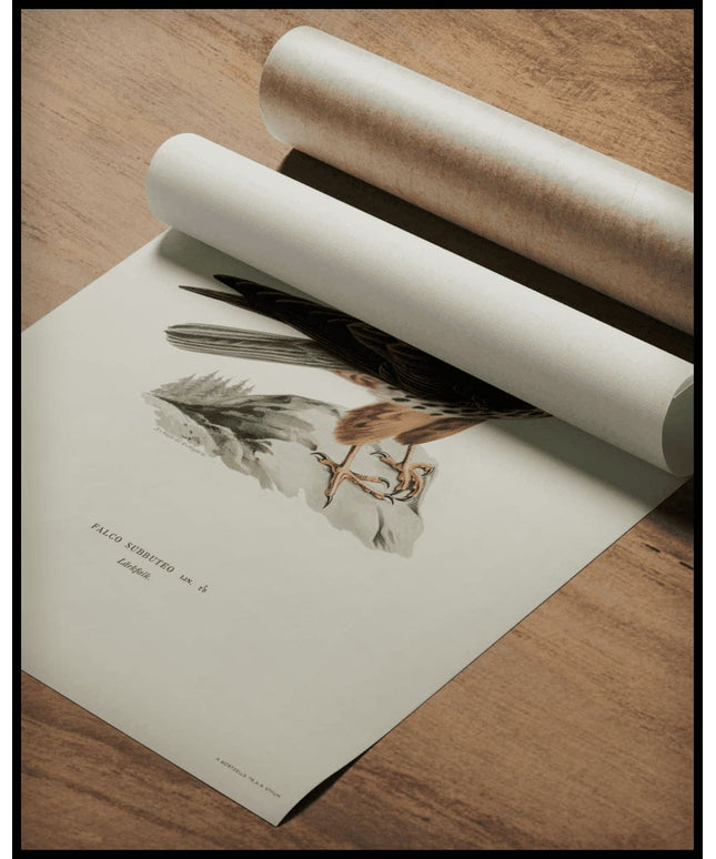 Falco Subbuteo Poster