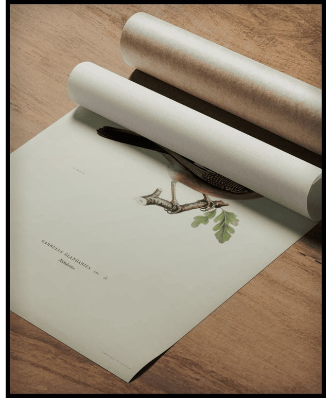 Garrulus Glandarius Poster