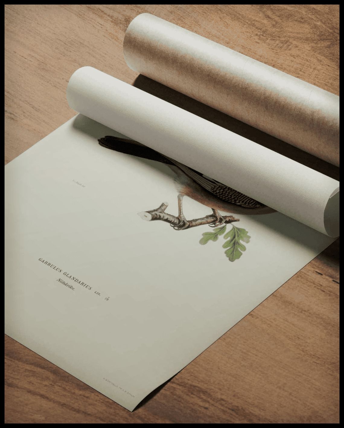 Garrulus Glandarius Poster