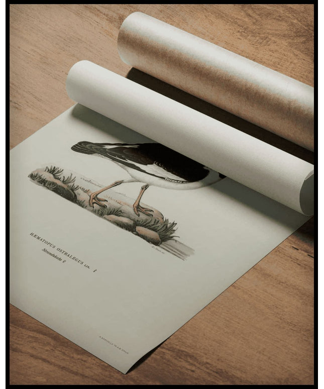 Haematopus Ostralegus Poster