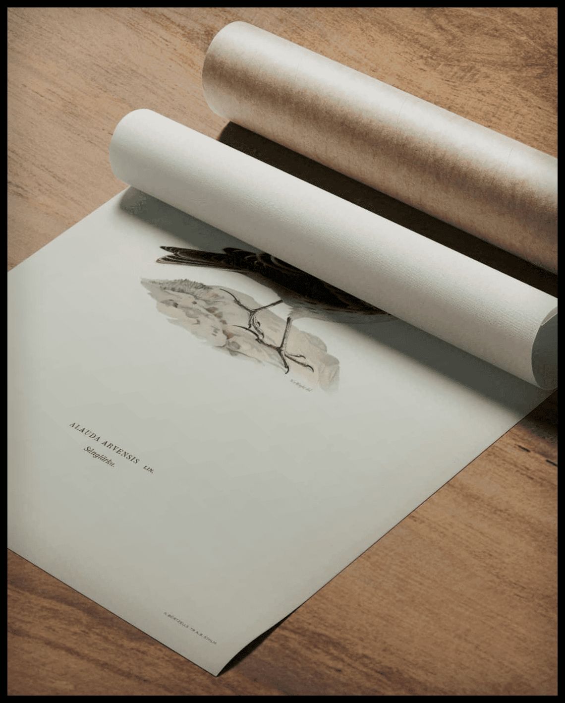 Alauda Arvensis Poster