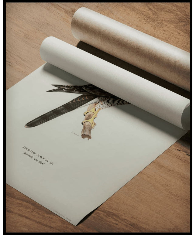 Accipiter Nisus Poster