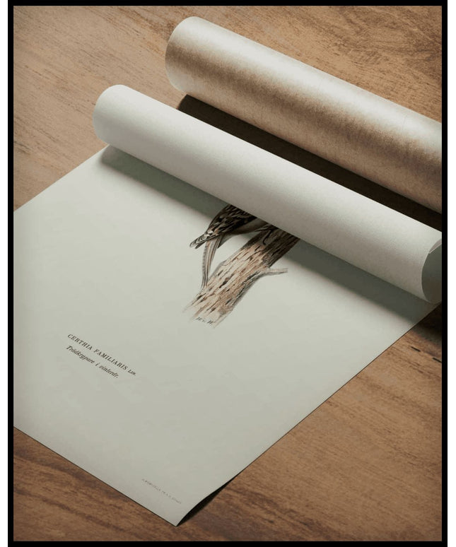 Certhia Familiaris Poster