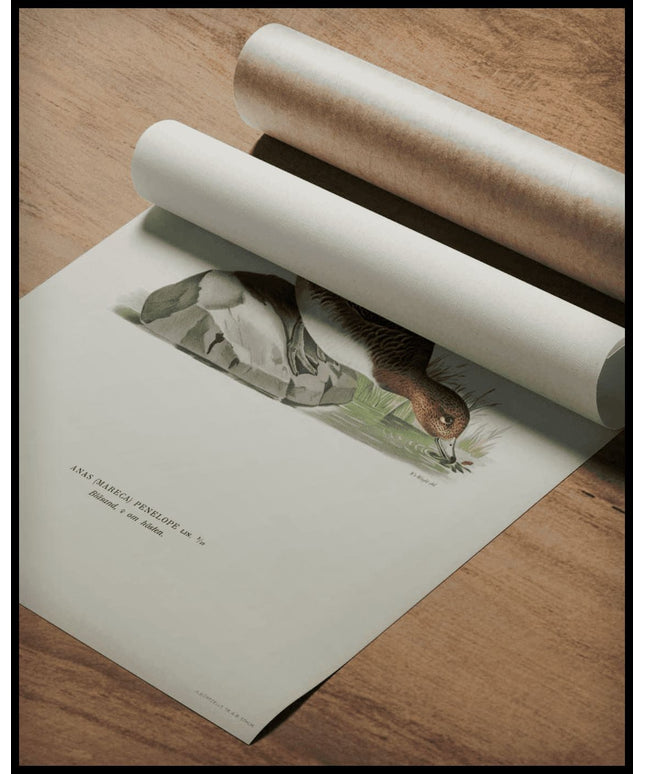 Mereca Penelope Poster