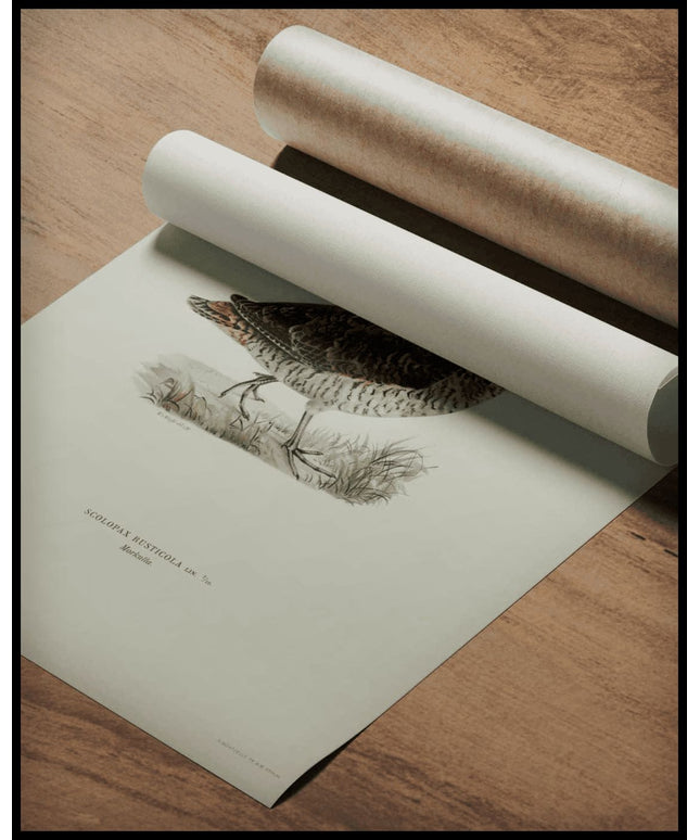 Scolopax Rusticola Poster