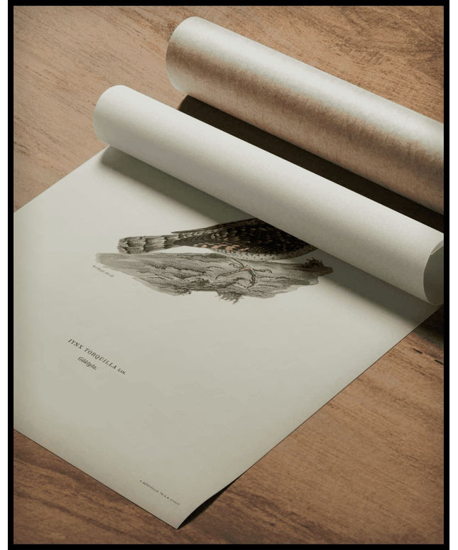 Iynx Torquilla Poster