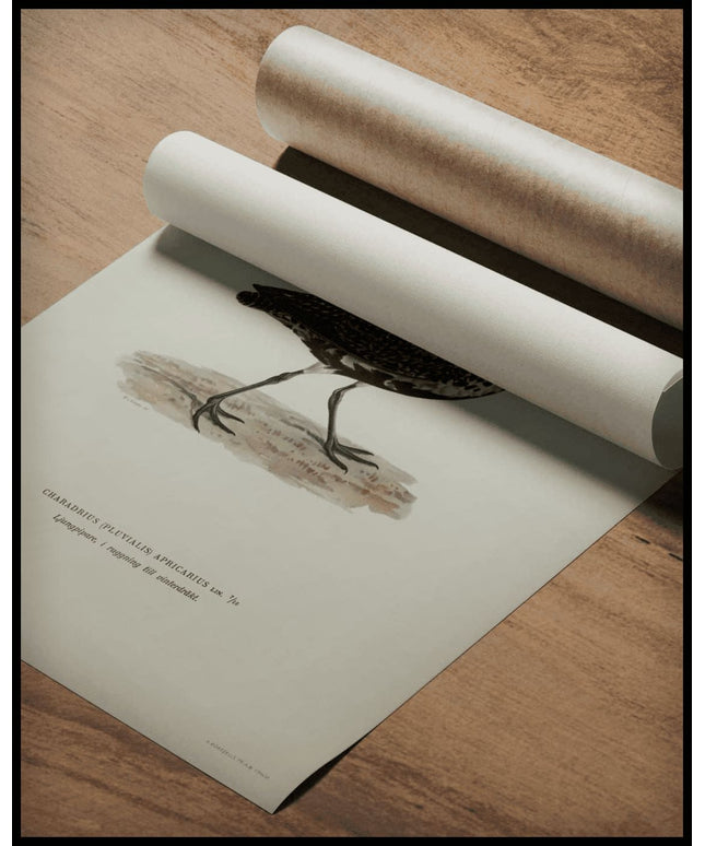 Charadrius Apricarius Poster