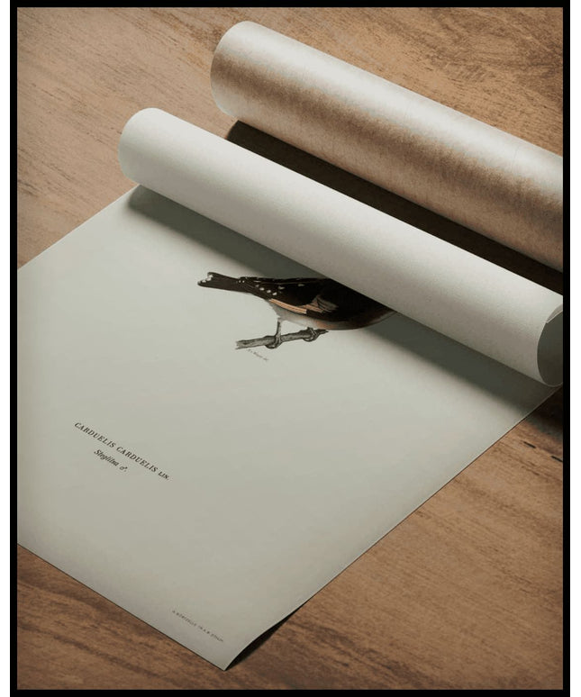 Carduelis Carduelis Poster