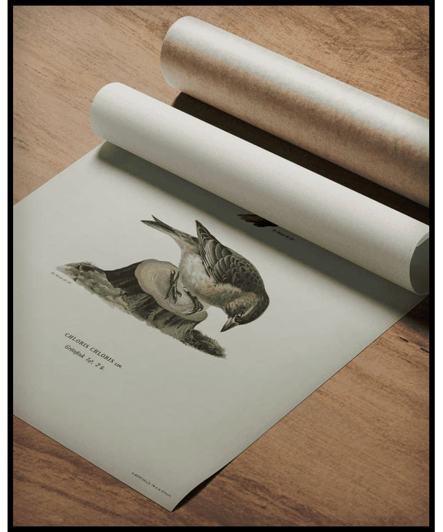 Chloris Chloris Poster