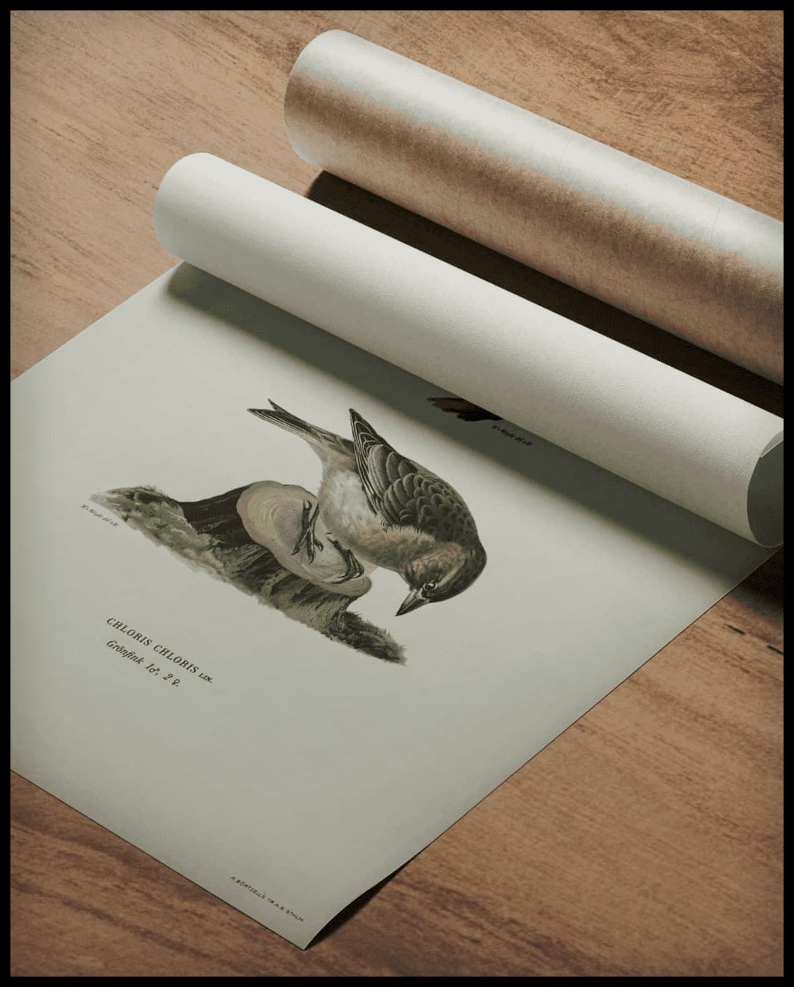 Chloris Chloris Poster