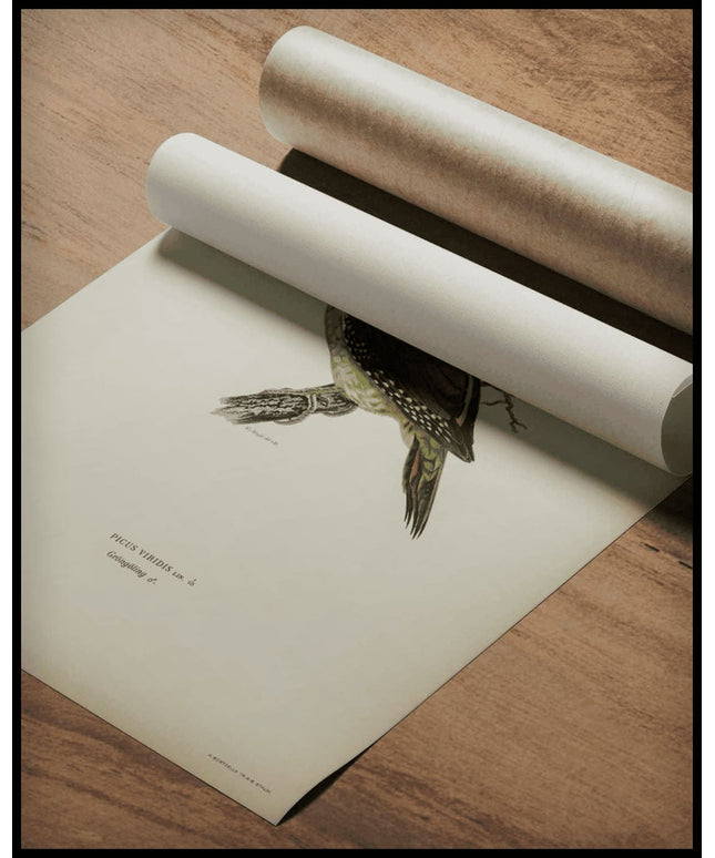 Picus Viridis Poster