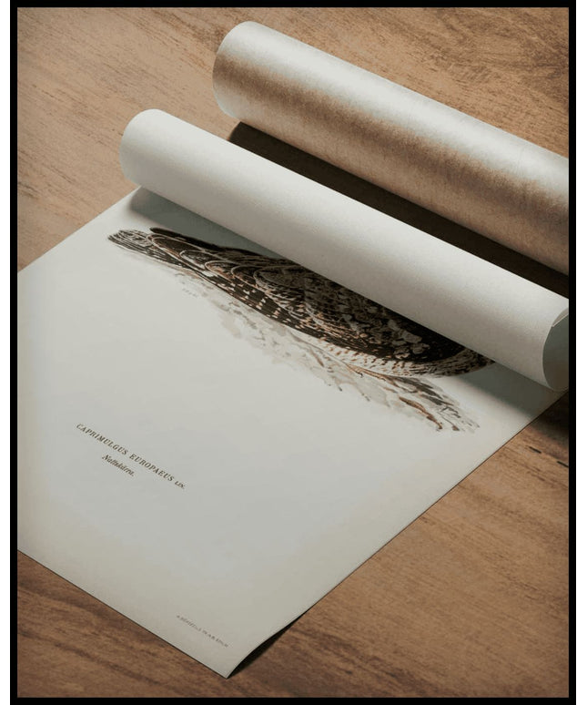 Caprimulgus Europaeus Poster