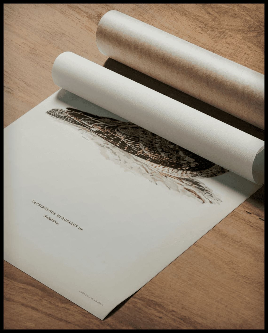 Caprimulgus Europaeus Poster