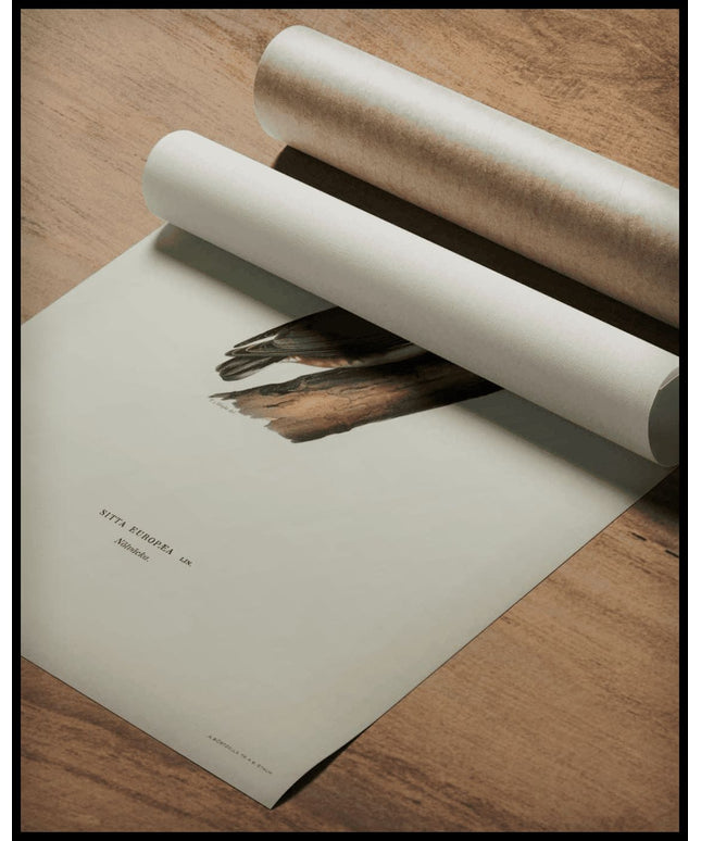 Sitta Europaea Poster