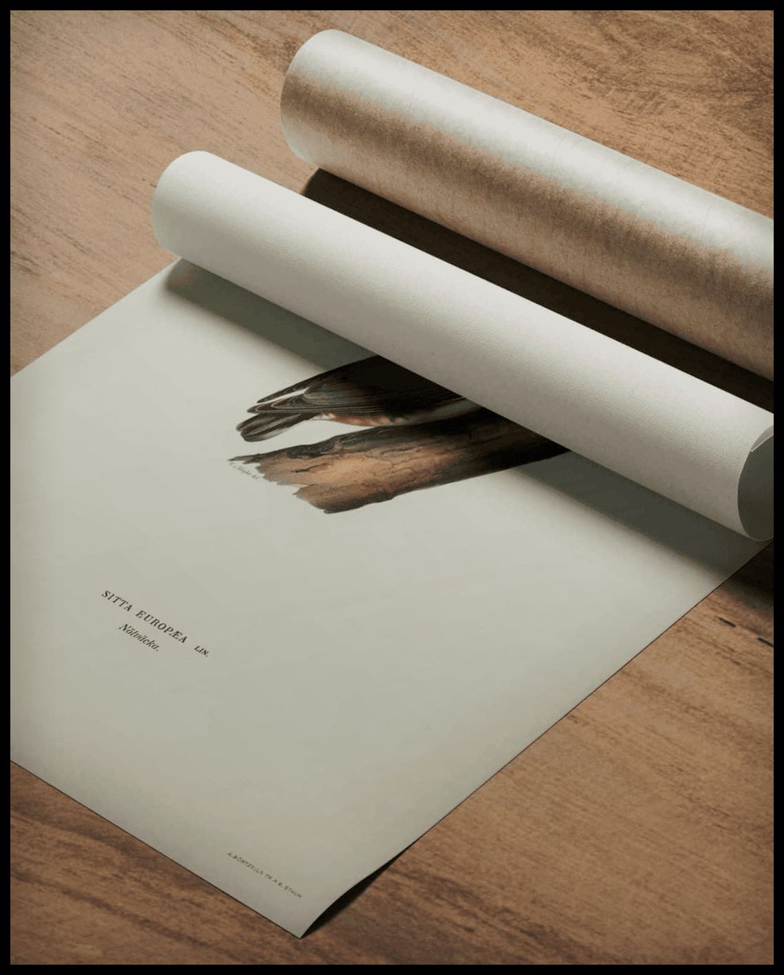 Sitta Europaea Poster