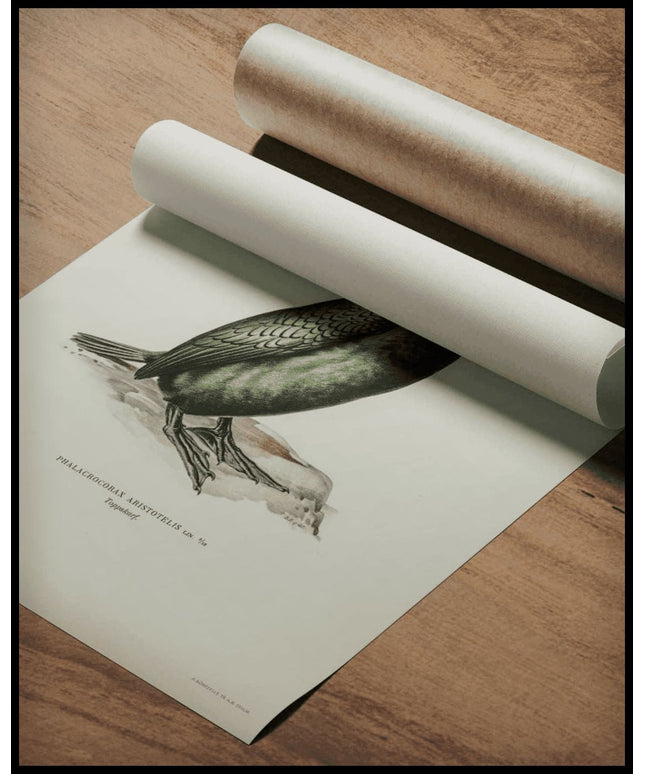 Phalacrocorax Aristotelis Poster