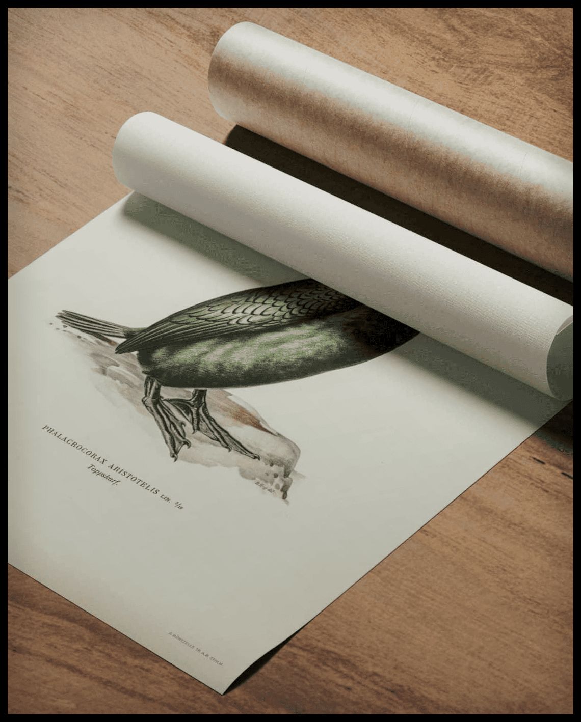 Phalacrocorax Aristotelis Poster