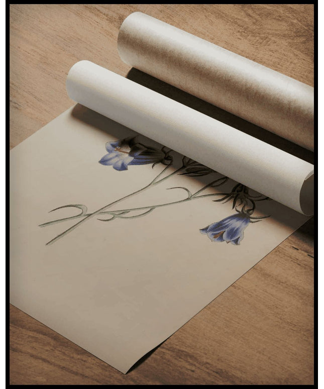 Sand-Strohblume Poster