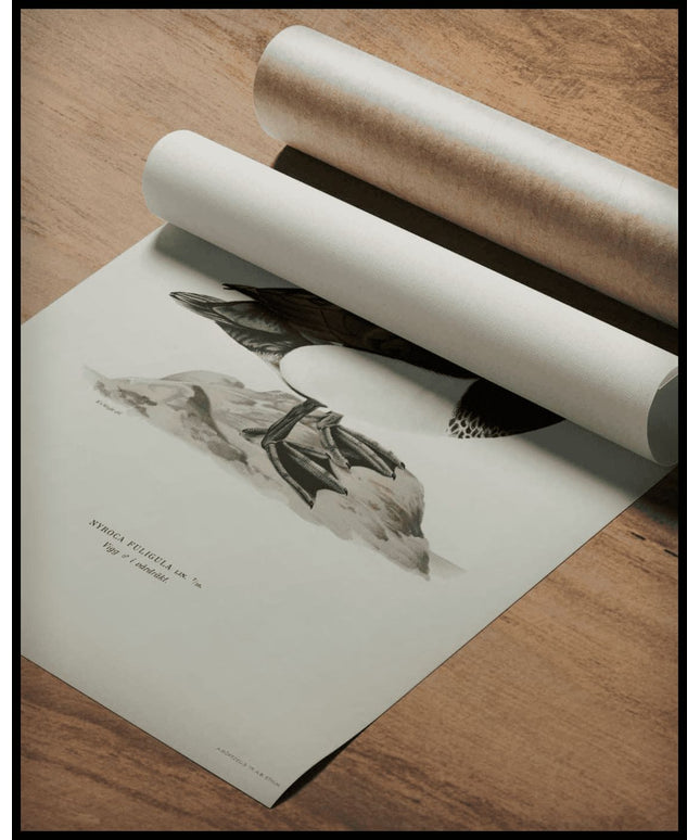 Nyroca Fuligule Poster