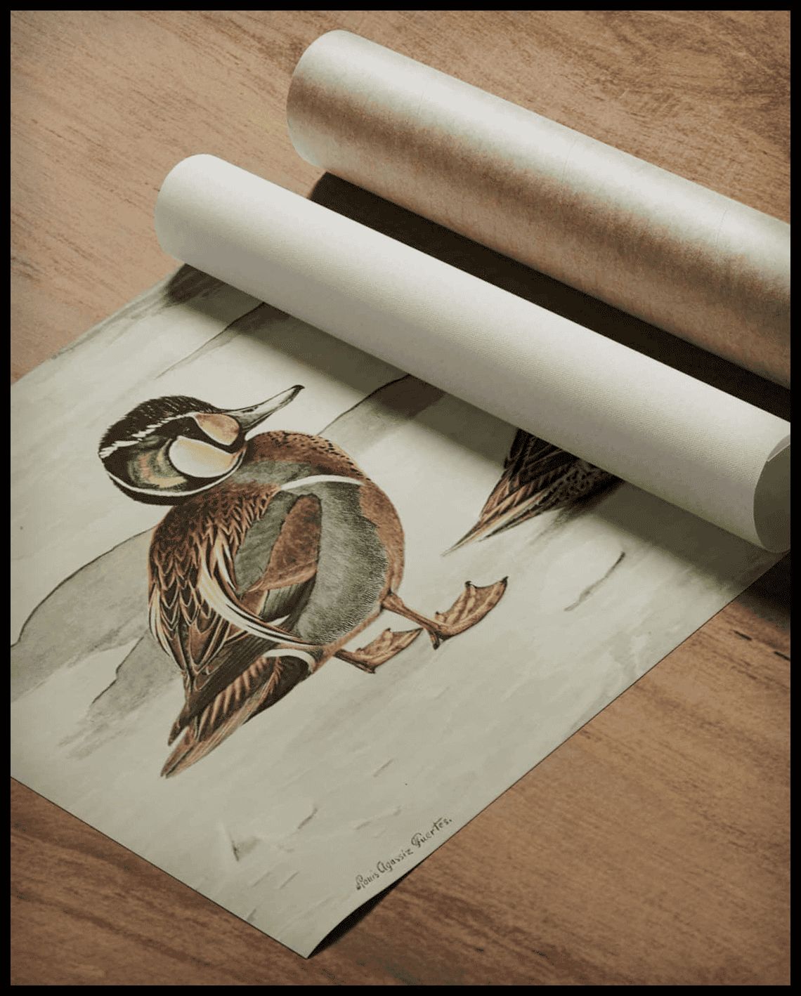 Hen harrier poster