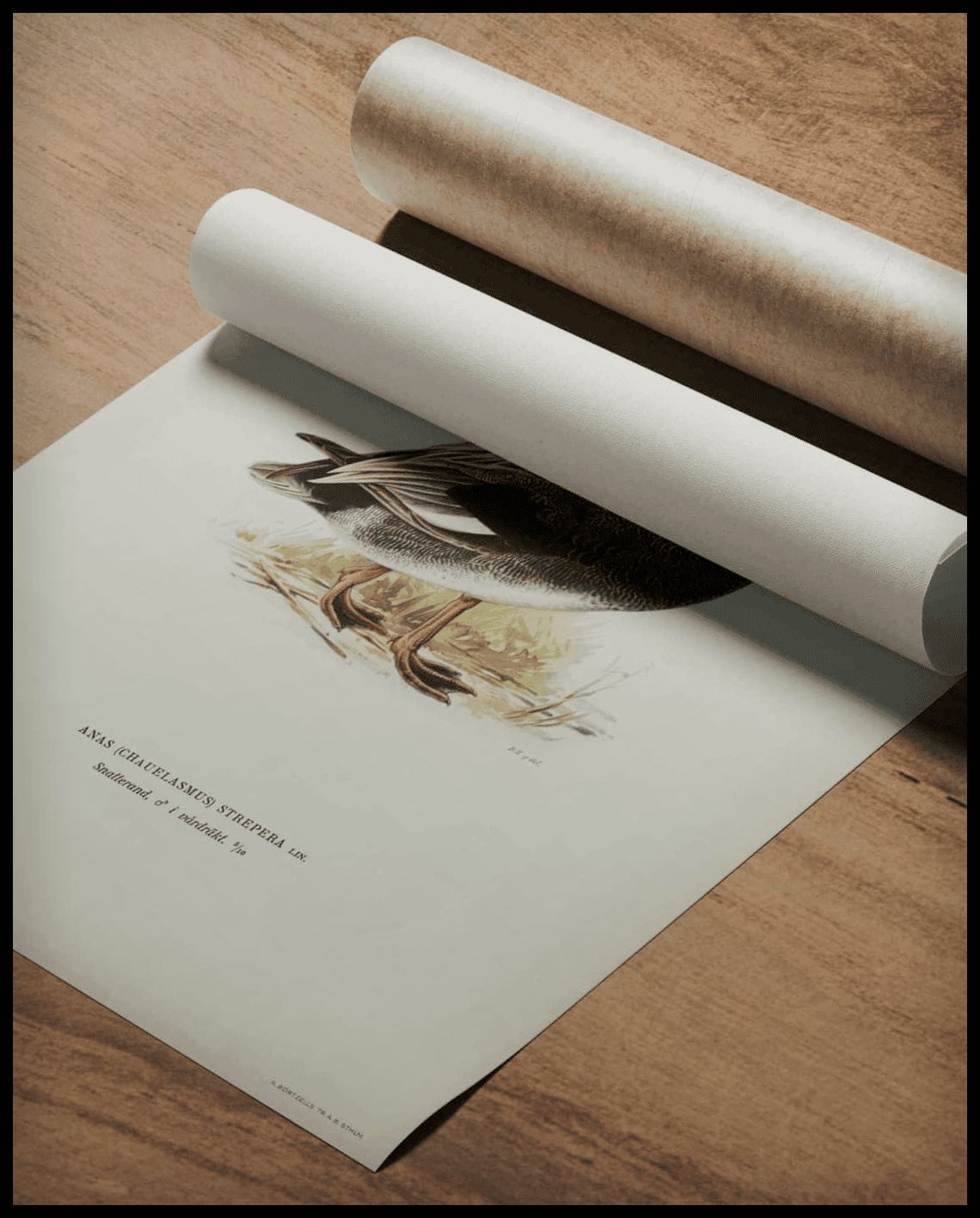 Anas Strepera Poster