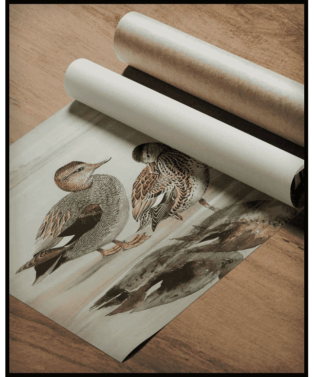 Schnatterente Poster