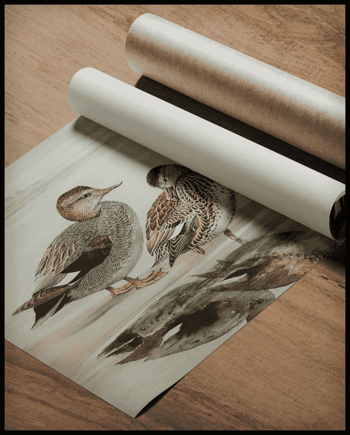 Gadwall poster