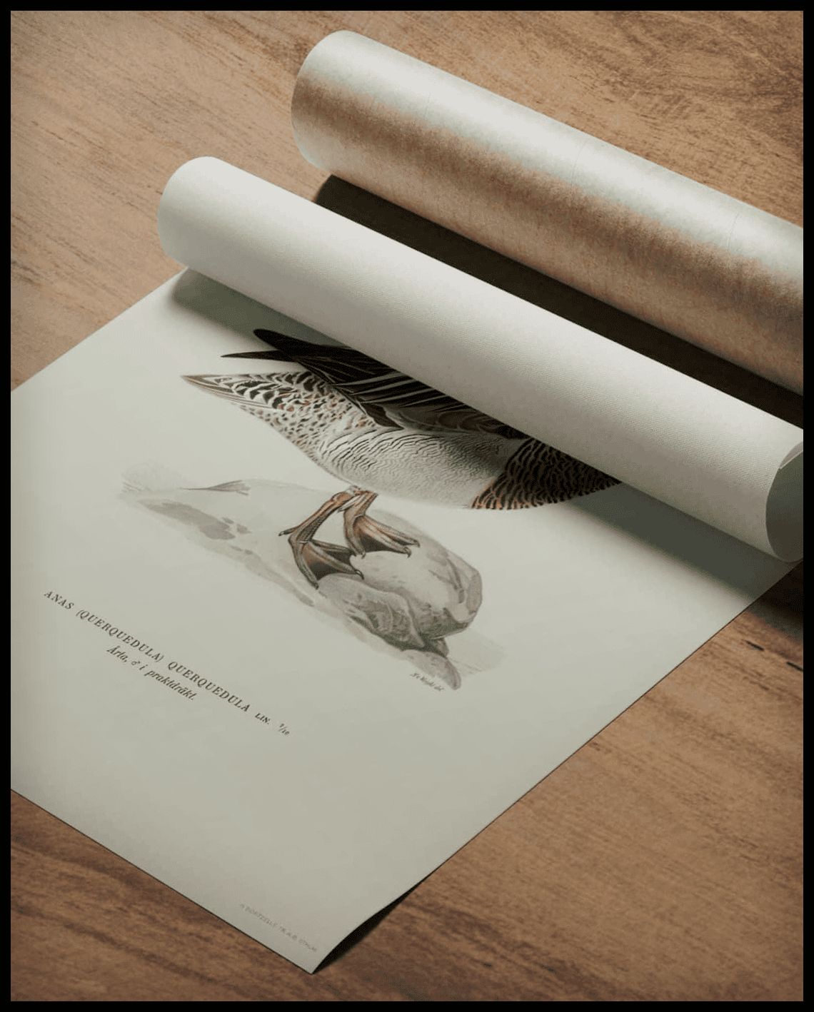 Anas Querquedula Poster