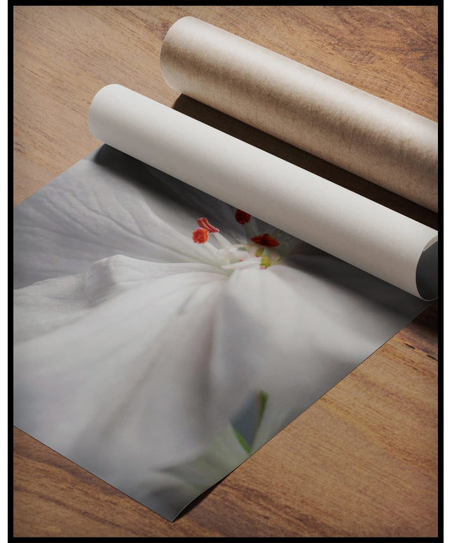 Ein Poster von einer weißen Geranienblüte mit orangen Staubgefäßen in Nahaufnahme, gerollt auf einer Holzoberfläche liegend