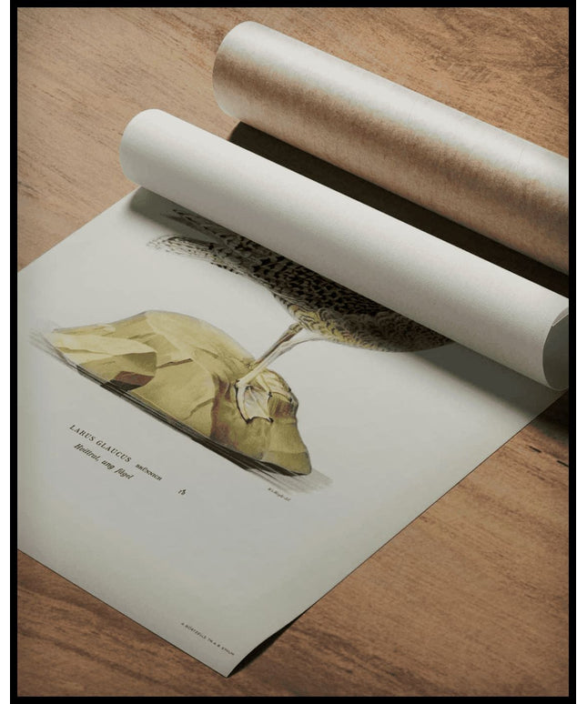 Larus Glaucus Poster