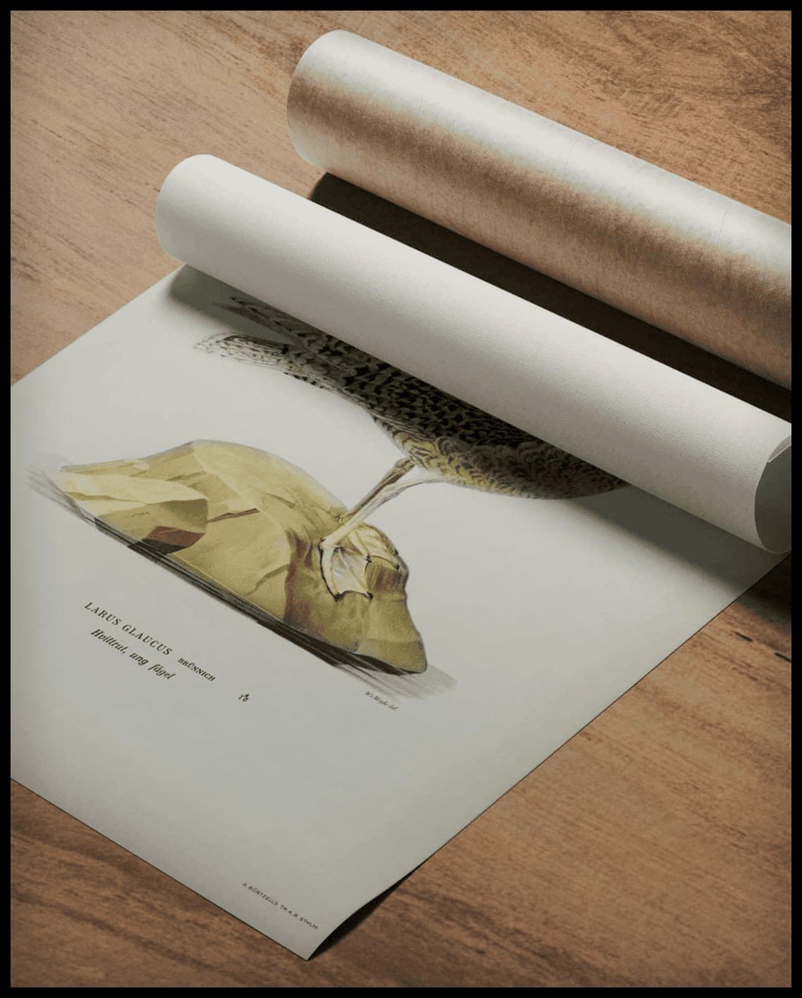 Larus Glaucus Poster