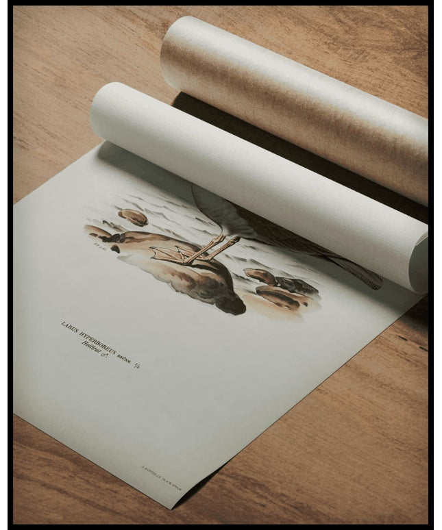 Larus Hyperboreus Poster
