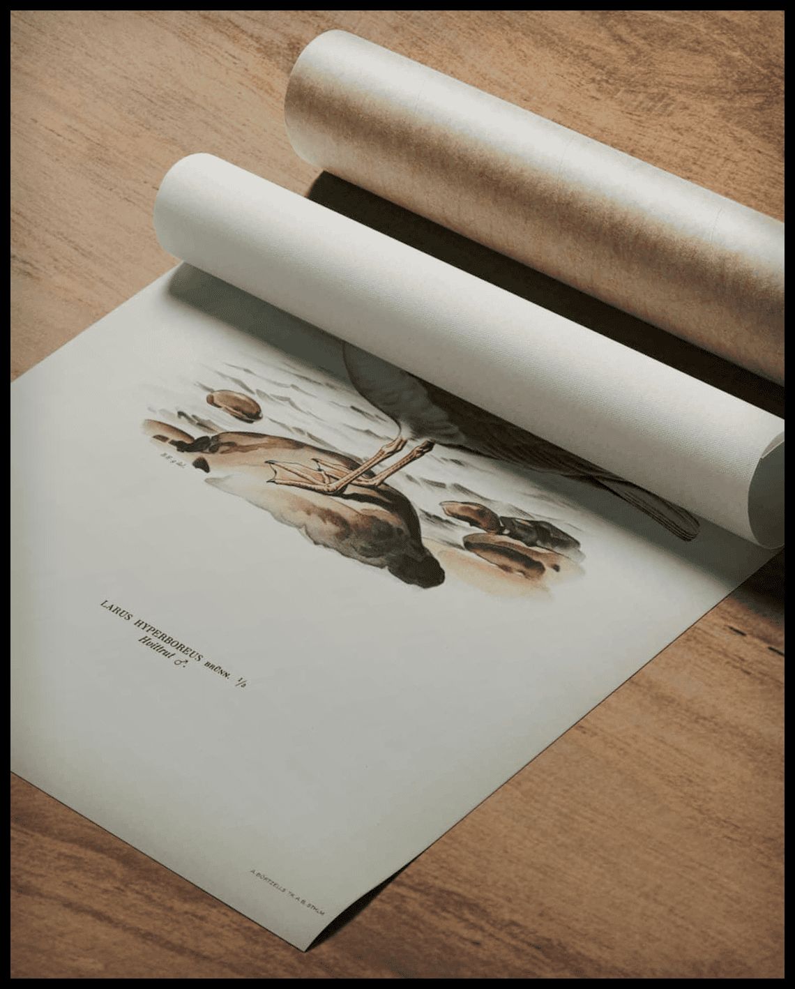 Larus Hyperboreus Poster