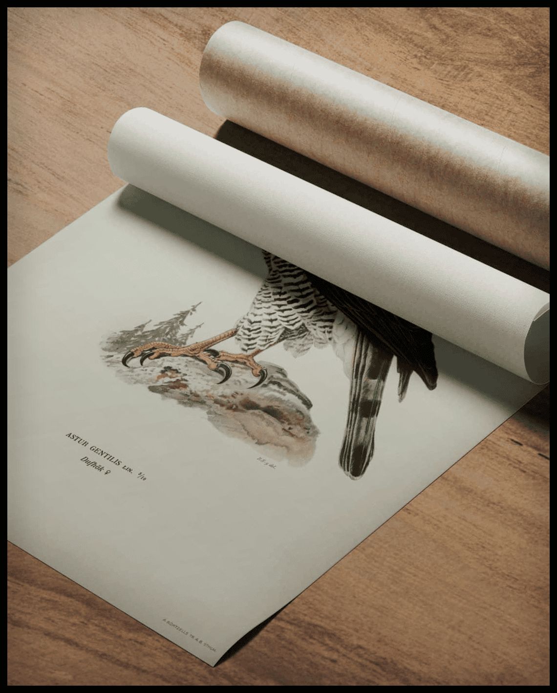 Accipiter Gentilis Poster
