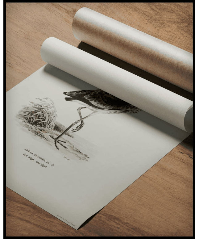 Ardea Cinerea Poster