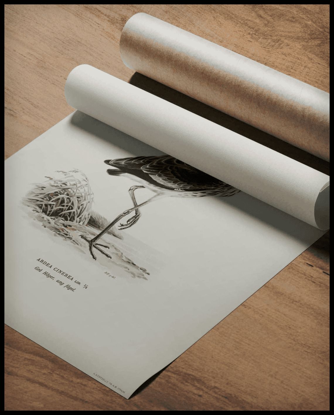 Ardea Cinerea Poster