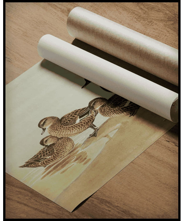 Kastanienente Poster