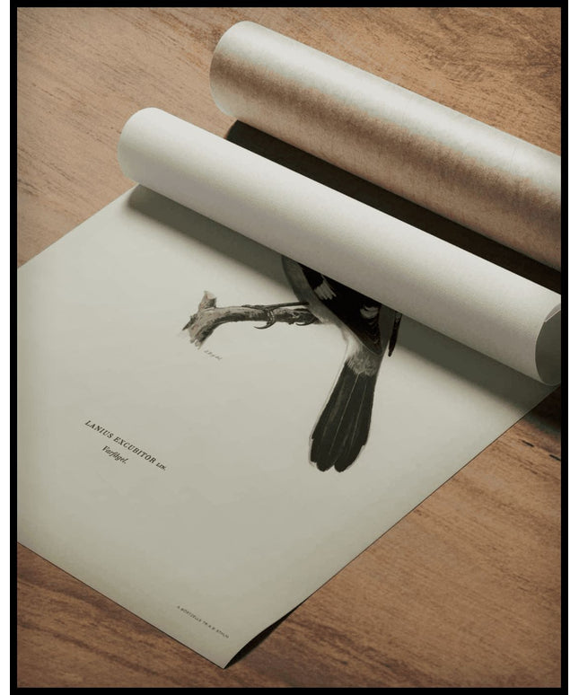 Lanius Excubitor Poster