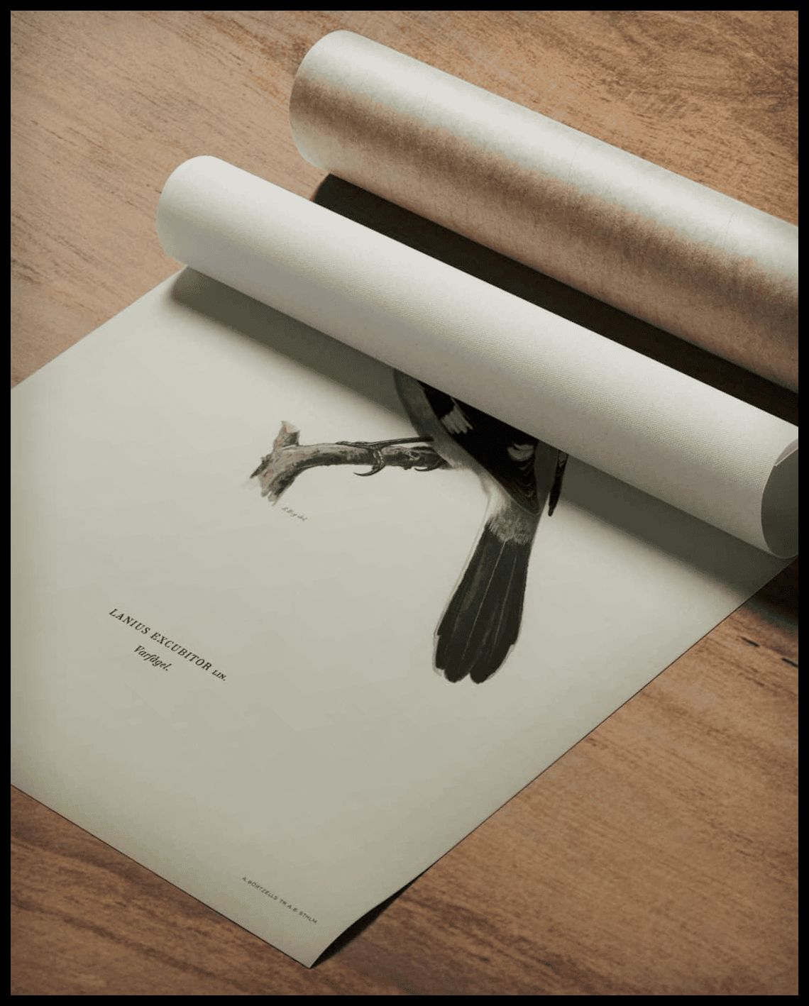 Lanius Excubitor Poster