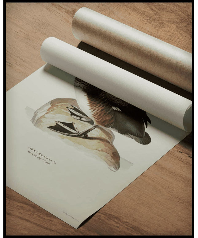 Nyroca Marila Poster