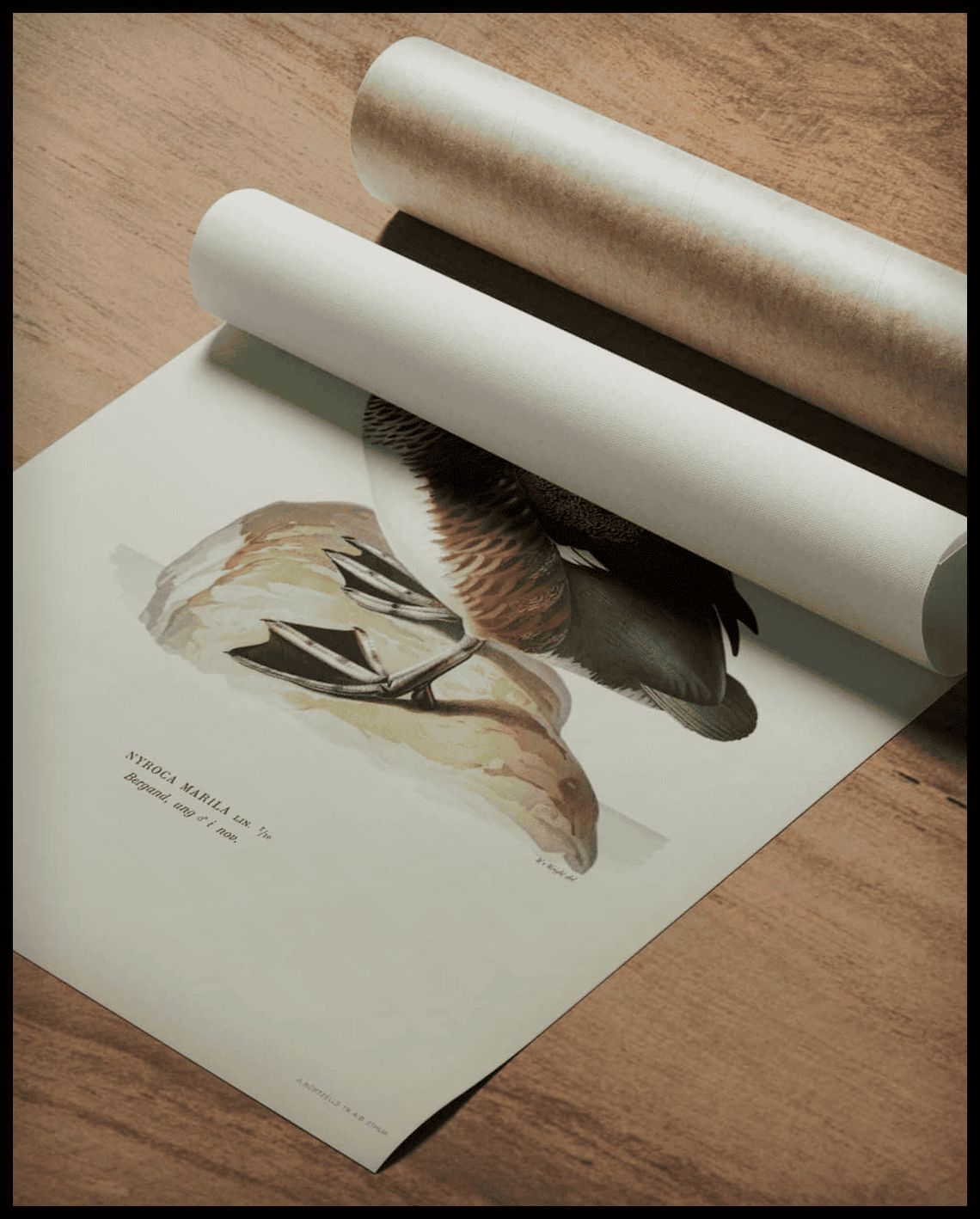 Nyroca Marila Poster