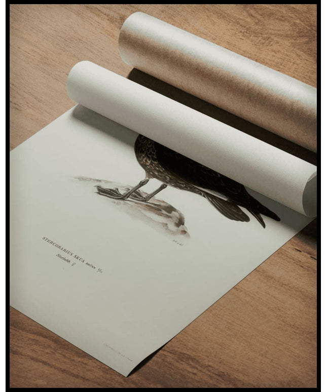 Stercorarius Skua Poster