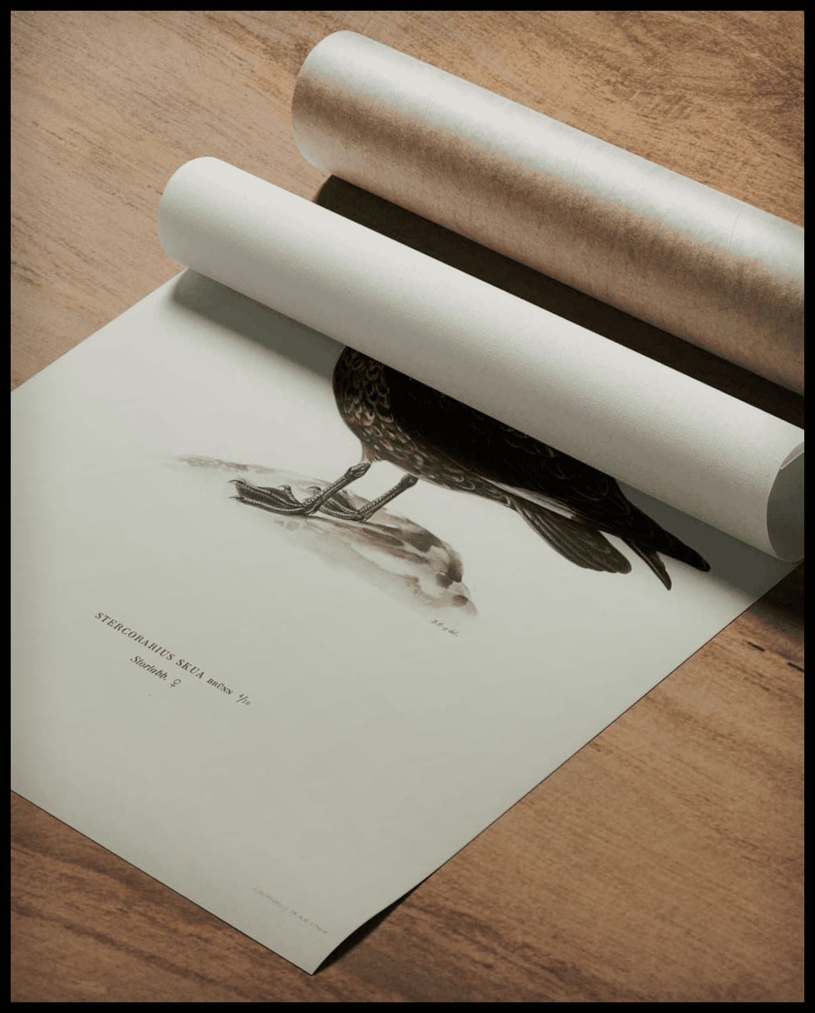 Stercorarius Skua Poster